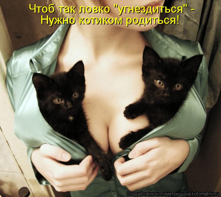 Чтоб так ловко "угнездиться" - Нужно котиком родиться!... Котоматрица: Чтоб так ловко "угнездиться" - Нужно котиком родиться!
