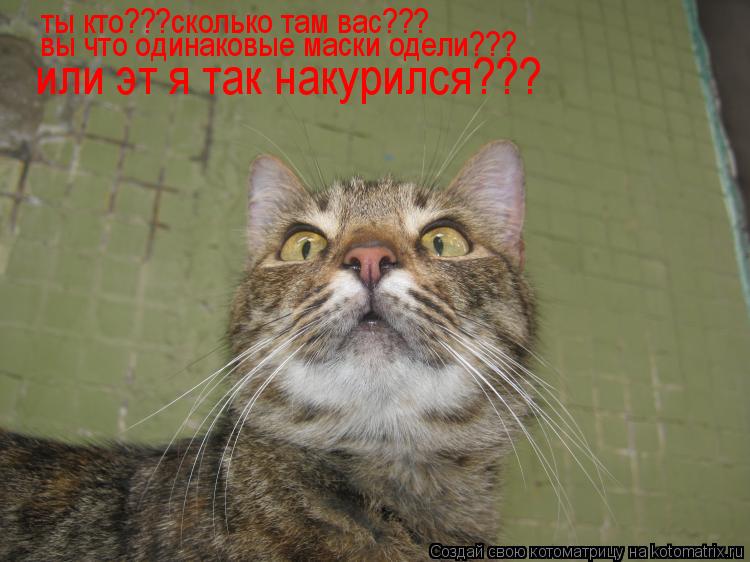 ты кто???сколько там вас???аааааа вы что одинаковые маски оели??? ты кто???сколько там вас??? вы что ... Котоматрица: ты кто???сколько там вас???аааааа вы что одинаковые маски оели??? ты кто???сколько там вас??? вы что одинаковые маски одели???или эт я так накурилс
