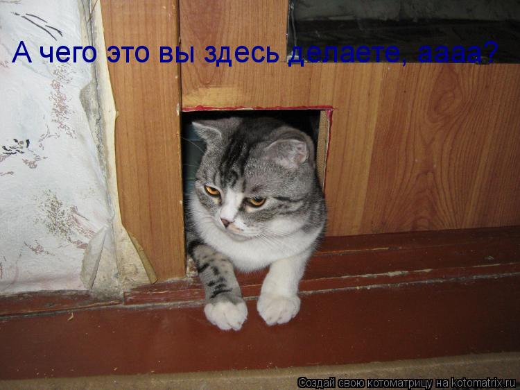А чего это вы здесь делаете, аааа?... Котоматрица: А чего это вы здесь делаете, аааа?