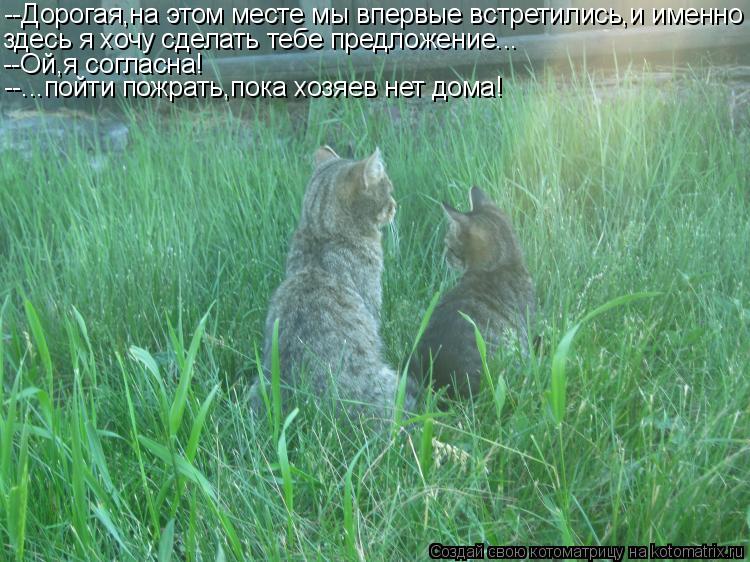 --Дорогая,на этом месте мы впервые встретились,и именно здесь я хочу сделать тебе предложение... --Ой... Котоматрица: --Дорогая,на этом месте мы впервые встретились,и именно здесь я хочу сделать тебе предложение... --Ой,я согласна! --...пойти пожрать,пока хозяев