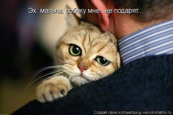 Эх. малыш, собаку мне...не подарят...... Котоматрица: Эх. малыш, собаку мне...не подарят...