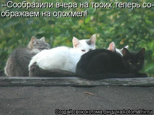 --Сообразили вчера на троих,теперь со- ображаем на опохмел!... Котоматрица: --Сообразили вчера на троих,теперь со- ображаем на опохмел!