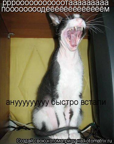 рррооооооооооотааааааааа рррооооооооооотааааааааа поооооооодёёёёёёёёёёёёём анууууууууу быстро встали... Котоматрица: рррооооооооооотааааааааа рррооооооооооотааааааааа поооооооодёёёёёёёёёёёёём анууууууууу быстро встали