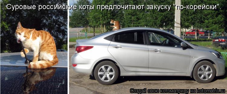 Суровые российские коты предпочитают закуску "по-корейски".... Котоматрица: Суровые российские коты предпочитают закуску "по-корейски".