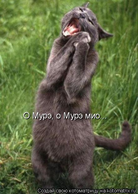 О Мурэ, о Мурэ мио...... Котоматрица: О Мурэ, о Мурэ мио...