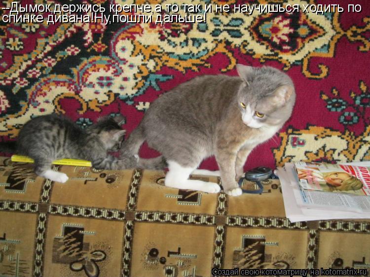 --Дымок,держись крепче,а то так и не научишься ходить по спинке дивана!Ну,пошли дальше!... Котоматрица: --Дымок,держись крепче,а то так и не научишься ходить по спинке дивана!Ну,пошли дальше!