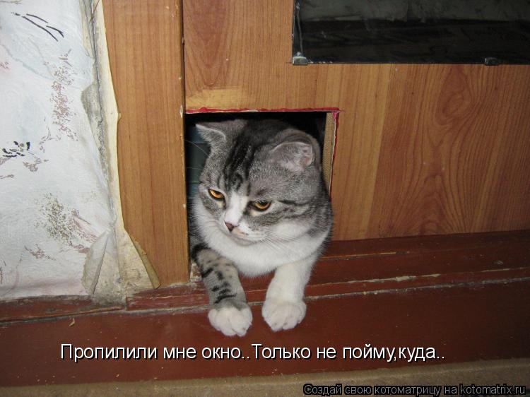 Пропилили мне окно..Только не пойму,куда..... Котоматрица: Пропилили мне окно..Только не пойму,куда..
