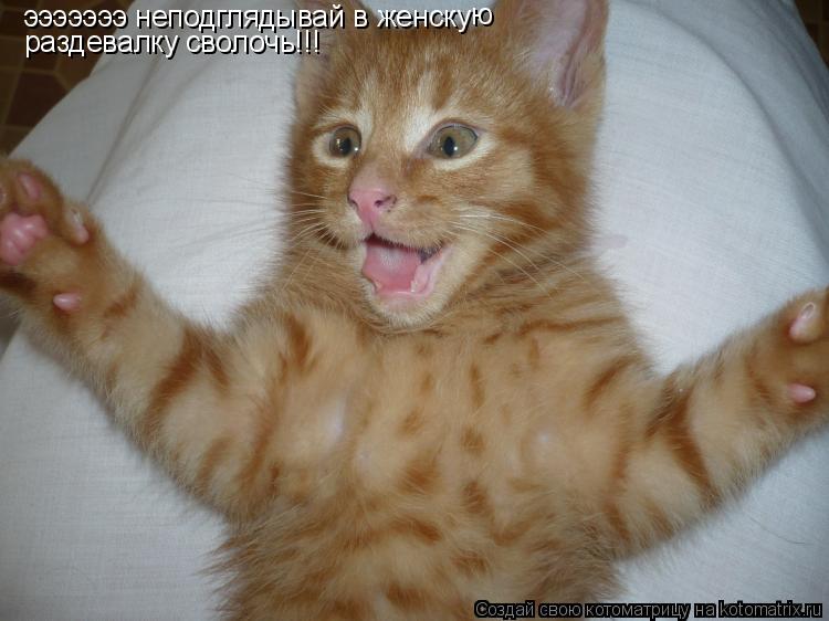 эээээээ неподглядывай в женску ю раздевалку сволочь!!!... Котоматрица: эээээээ неподглядывай в женску ю раздевалку сволочь!!!