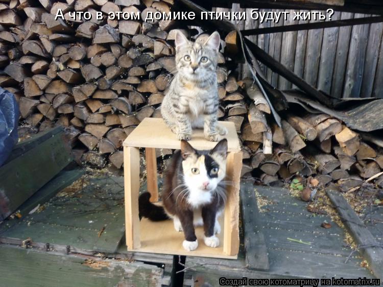 А что в этом домике птички будут жить?... Котоматрица: А что в этом домике птички будут жить?
