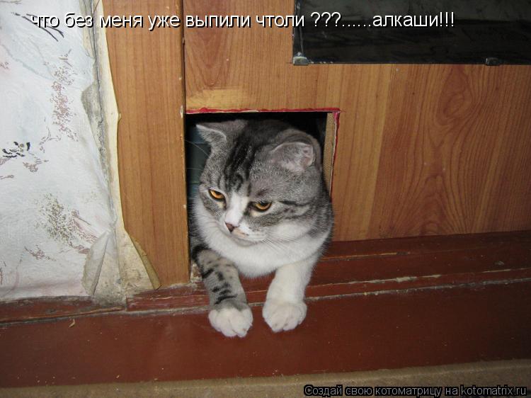 что без меня уже выпили чтоли ???......алкаши!!!... Котоматрица: что без меня уже выпили чтоли ???......алкаши!!!