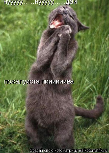 нууууу.......нууууу.......дай пожалуиста пиииииива... Котоматрица: нууууу.......нууууу.......дай пожалуиста пиииииива