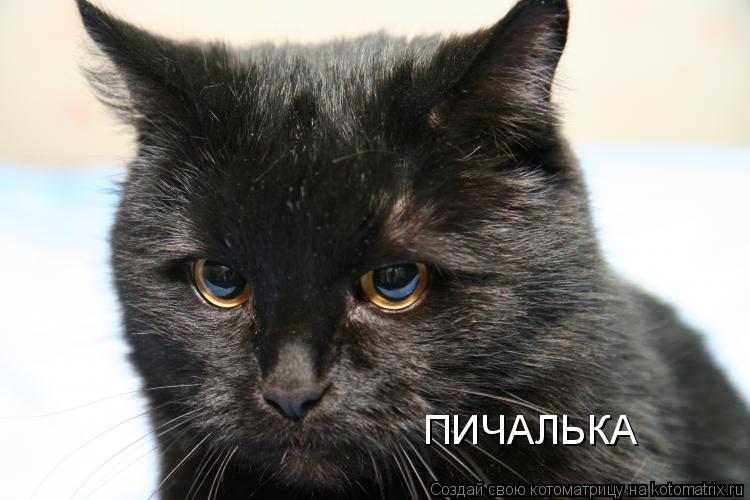 ПИЧАЛЬКА... Котоматрица: ПИЧАЛЬКА
