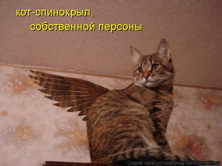 кот-спинокрыл, собственной персоны... Котоматрица: кот-спинокрыл, собственной персоны