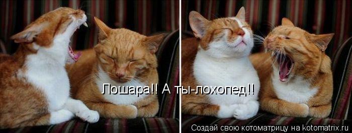 Лошара!! А ты-лохопед!!... Котоматрица: Лошара!! А ты-лохопед!!