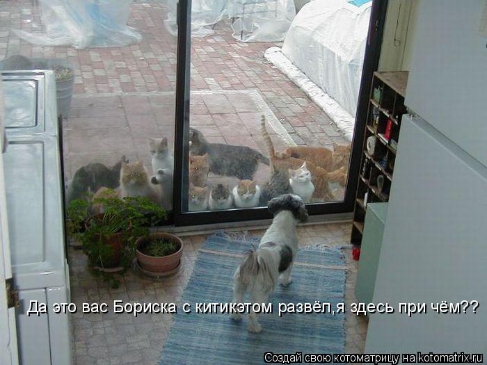 Котоматрица: Да это вас Бориска с китикэтом развёл,я здесь при чём??