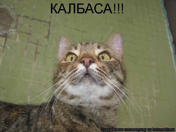 Котоматрица: КАЛБАСА!!!
