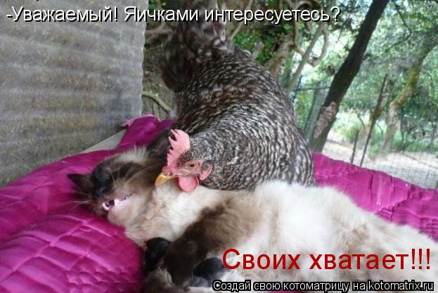 Котоматрица: -Уважаемый! Яичками интересуетесь? Своих хватает!!!