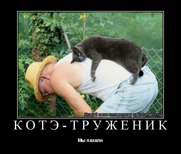 Котэ-труженик Мы пахали... Котоматрица: Котэ-труженик Мы пахали