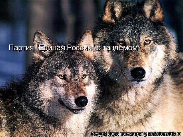 Котоматрица: Партия "Единая Россия" с тандемом...