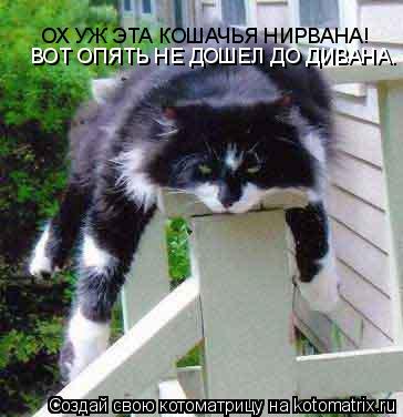 Котоматрица: ОХ УЖ ЭТА КОШАЧЬЯ НИРВАНА! ВОТ ОПЯТЬ НЕ ДОШЕЛ ДО ДИВАНА.