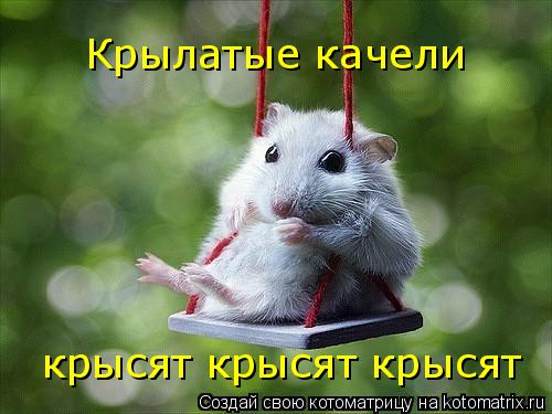Котоматрица: Крылатые качели крысят крысят крысят