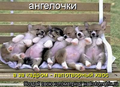 Котоматрица: ангелочки а за кадром - лапотворный хаос