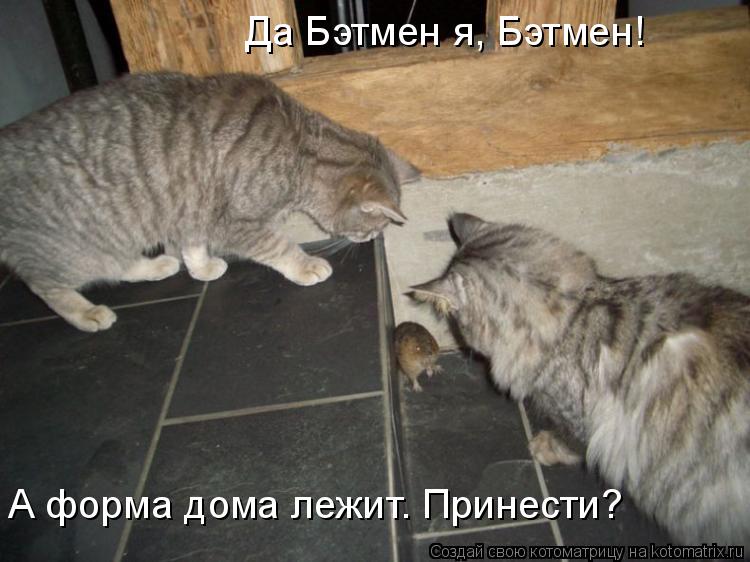 Да Бэтмен я, Бэтмен! А форма дома лежит. Принести?... Котоматрица: Да Бэтмен я, Бэтмен! А форма дома лежит. Принести?