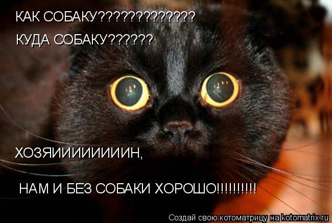 Котоматрица: КАК СОБАКУ????????????? КУДА СОБАКУ?????? ХОЗЯИИИИИИИИН,  НАМ И БЕЗ СОБАКИ ХОРОШО!!!!!!!!!!