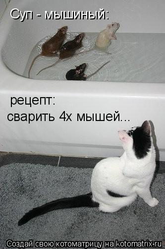 Суп - мышиный: рецепт: сварить 4х мышей...... Котоматрица: Суп - мышиный: рецепт: сварить 4х мышей...