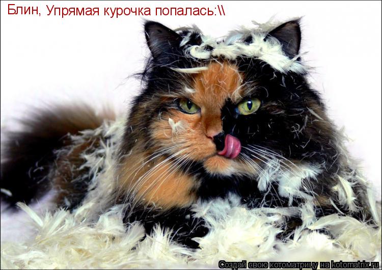 Котоматрица: Блин,  Упрямая курочка попалась:\\