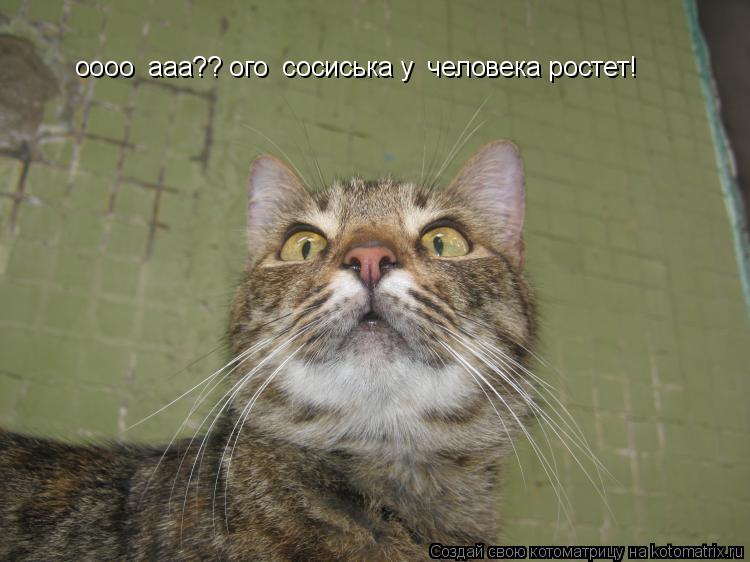 оооо ааа?? ого сосиська у человека ростет!... Котоматрица: оооо ааа?? ого сосиська у человека ростет!