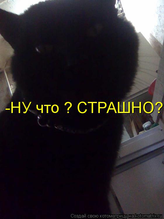 -НУ что ? СТРАШНО?... Котоматрица: -НУ что ? СТРАШНО?