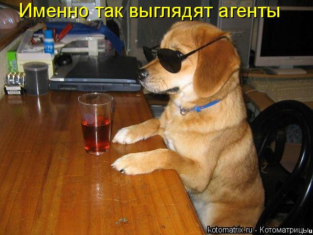 Именно так выглядят агенты... Котоматрица: Именно так выглядят агенты