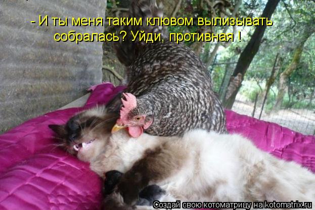 - И ты меня таким клювом вылизывать собралась? Уйди, противная !... Котоматрица: - И ты меня таким клювом вылизывать собралась? Уйди, противная !
