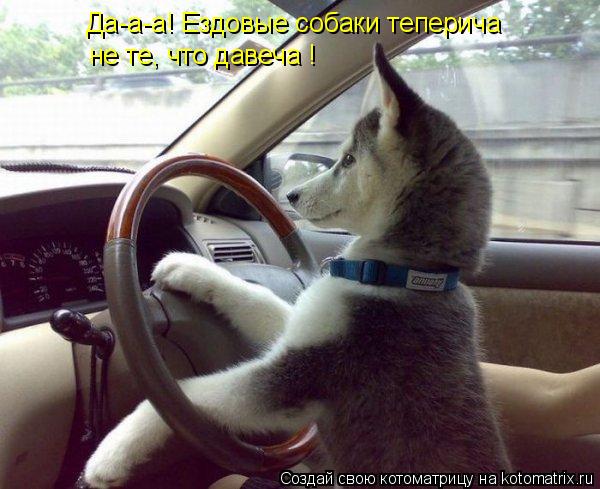 Да-а-а! Ездовые собаки теперича не те, что давеча !... Котоматрица: Да-а-а! Ездовые собаки теперича не те, что давеча !