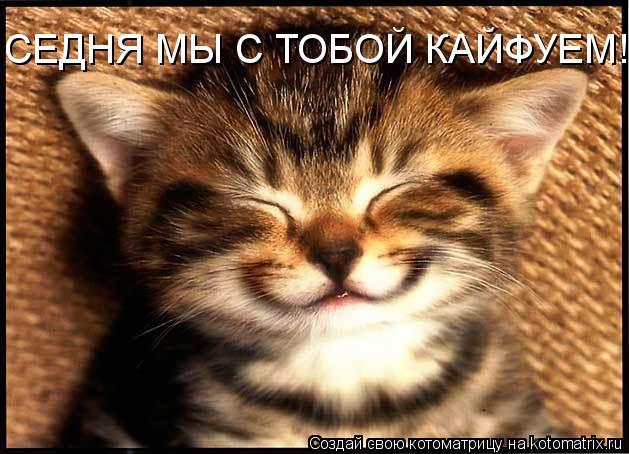 СЕДНЯ МЫ С ТОБОЙ КАЙФУЕМ!!!... Котоматрица: СЕДНЯ МЫ С ТОБОЙ КАЙФУЕМ!!!