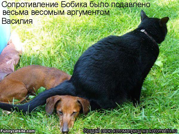 весьма весомым аргументом Василия Сопротивление Бобика было подавлено... Котоматрица: весьма весомым аргументом Василия Сопротивление Бобика было подавлено