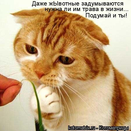 Даже жЫвотные задумываются нужна ли им трава в жизни... Подумай и ты!... Котоматрица: Даже жЫвотные задумываются нужна ли им трава в жизни... Подумай и ты!