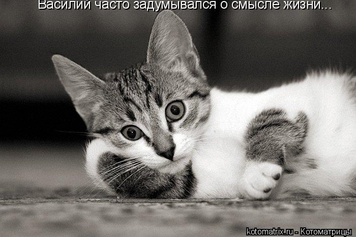 Василий часто задумывался о смысле жизни...... Котоматрица: Василий часто задумывался о смысле жизни...