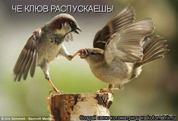 ЧЕ КЛЮВ РАСПУСКАЕШЬ!... Котоматрица: ЧЕ КЛЮВ РАСПУСКАЕШЬ!