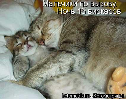 Мальчики по вызову. Ночь 15 вискасов... Котоматрица: Мальчики по вызову. Ночь 15 вискасов