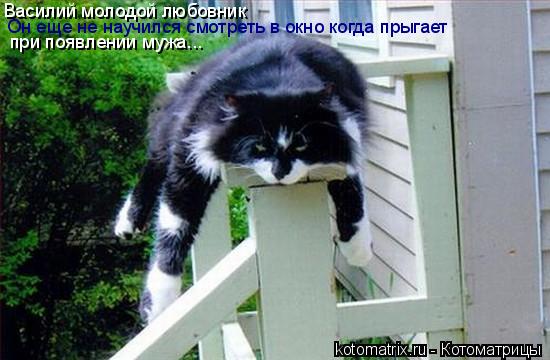 Василий молодой любовник Он еще не научился смотреть в окно когда прыгает при появлении мужа...... Котоматрица: Василий молодой любовник Он еще не научился смотреть в окно когда прыгает при появлении мужа...
