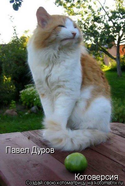 Павел Дуров Котоверсия... Котоматрица: Павел Дуров Котоверсия