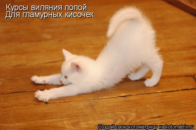 Курсы виляния попой Для гламурных кисочек... Котоматрица: Курсы виляния попой Для гламурных кисочек