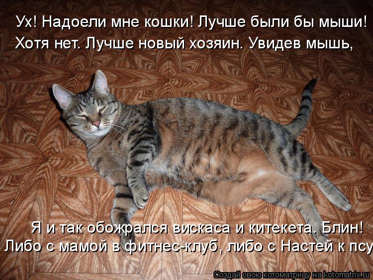 Ух! Надоели мне кошки! Лучше были бы мыши! Хотя нет. Лучше новый хозяин. Увидев мышь, Я и так обожрал... Котоматрица: Ух! Надоели мне кошки! Лучше были бы мыши! Хотя нет. Лучше новый хозяин. Увидев мышь, Я и так обожрался вискаса и китекета. Блин! Либо с мамой в