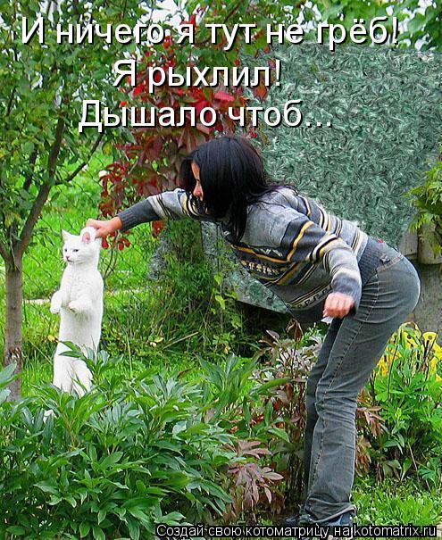 Котоматрица: И ничего я тут не грёб! Я рыхлил! Дышало чтоб...