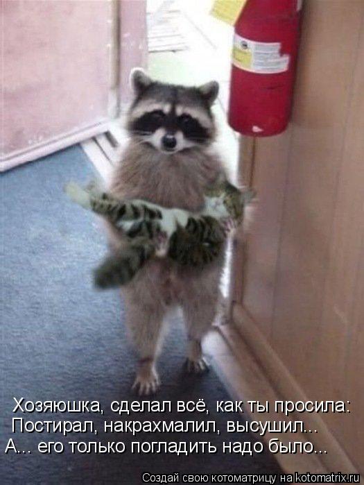 Котоматрица: Хозяюшка, сделал всё, как ты просила:  Постирал, накрахмалил, высушил... А... его только погладить надо было...