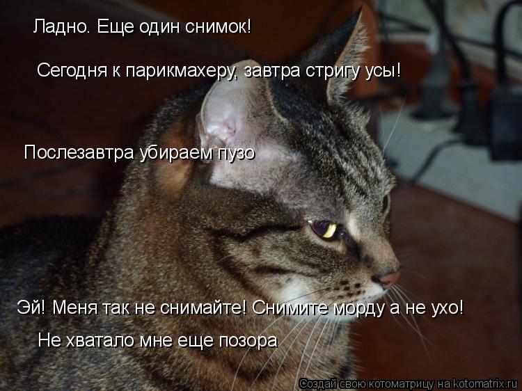 Ладно. Еще один снимок! Сегодня к парикмахеру, завтра стригу усы! Послезавтра убираем пузо Эй! Меня т... Котоматрица: Ладно. Еще один снимок! Сегодня к парикмахеру, завтра стригу усы! Послезавтра убираем пузо Эй! Меня так не снимайте! Снимите морду а не ухо! Н