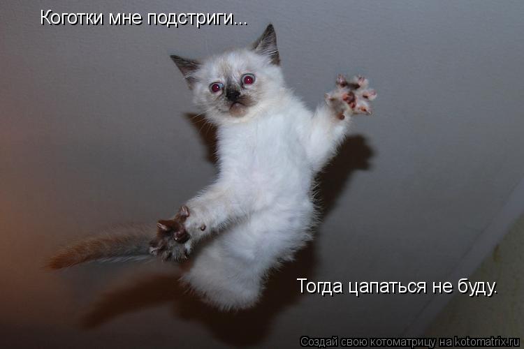 Коготки мне подстриги... Тогда цапаться не буду.... Котоматрица: Коготки мне подстриги... Тогда цапаться не буду.