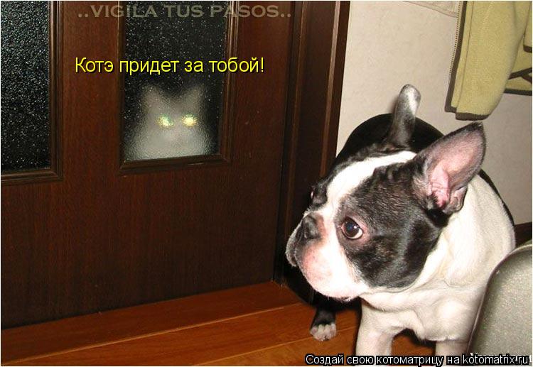 Котоматрица: Котэ придет за тобой!
